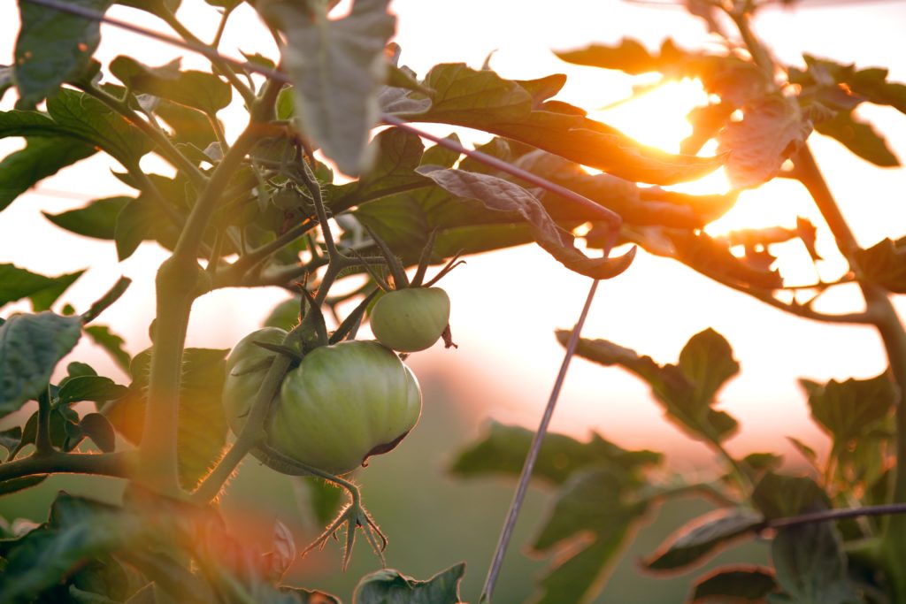 planter les tomates